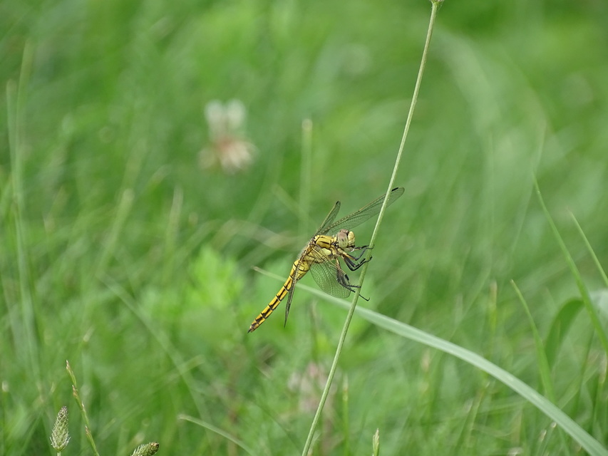 Orthetrum cancellatum - feketefarkú pásztorszitakötő