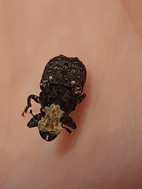 Platyrhinus resinosus - nagy orrosbogár