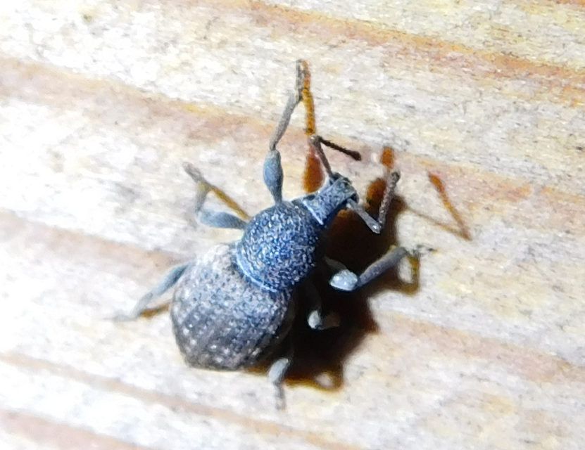Otiorhynchus raucus - molyhos gyalogormányos