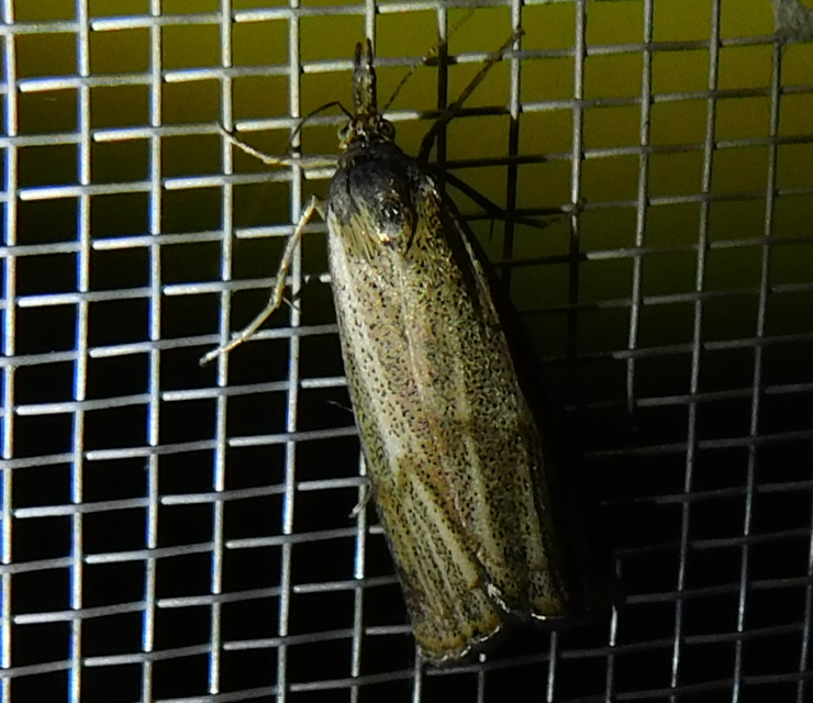 Thisanotia chrysonuchella - tavaszi fűgyökérmoly