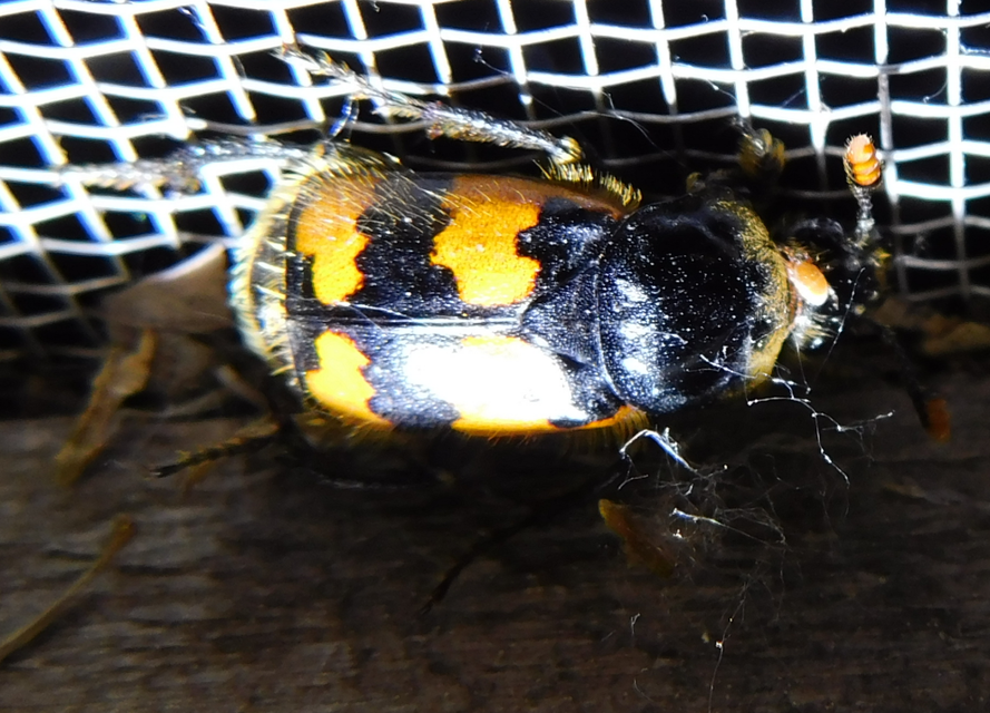 Nicrophorus vespillo - közönséges temetőbogár