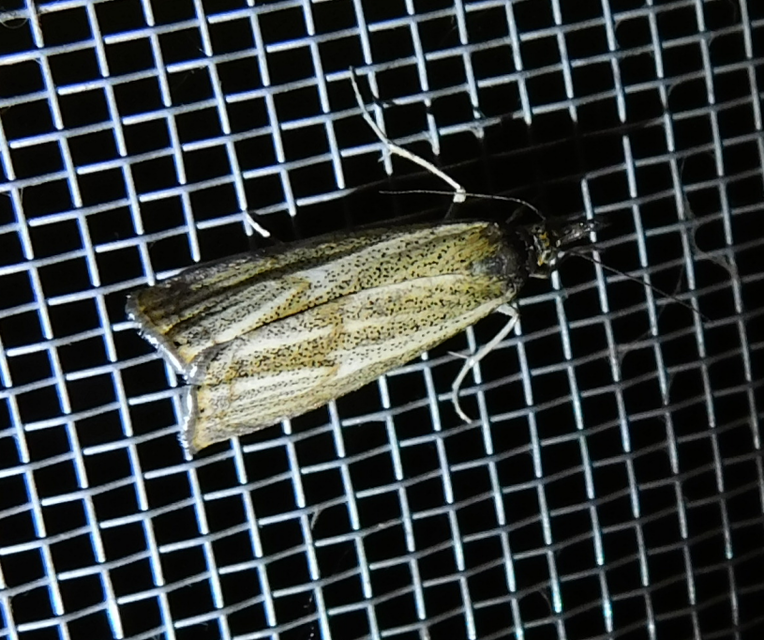 Thisanotia chrysonuchella - tavaszi fűgyökérmoly
