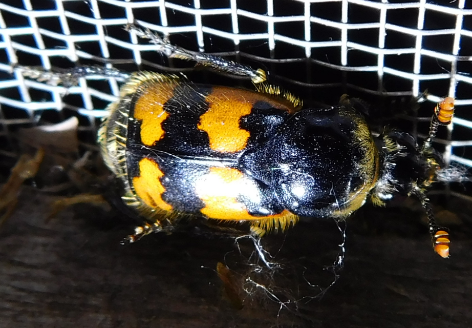 Nicrophorus vespillo - közönséges temetőbogár