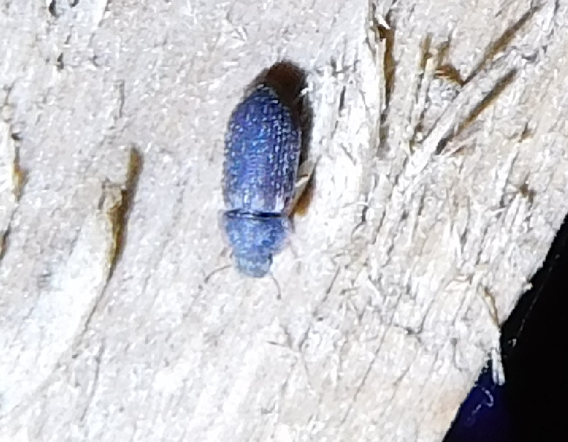 Colobicus hirtus - szegélyes héjbogár
