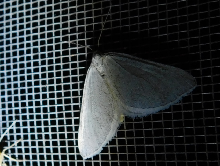 Lithostege griseata - szürke araszoló