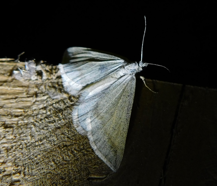 Lithostege griseata - szürke araszoló