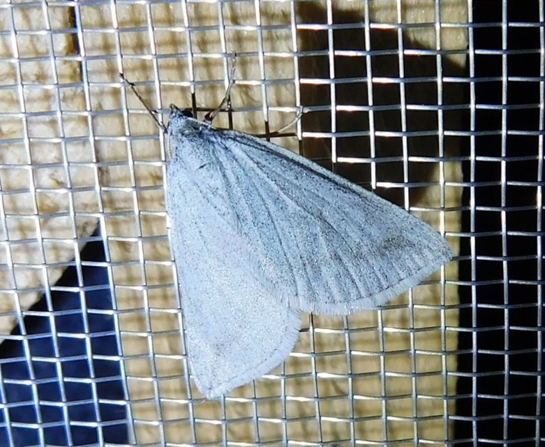 Lithostege griseata - szürke araszoló