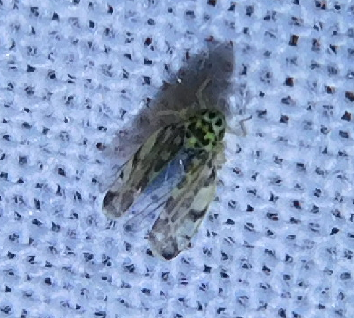 Eupteryx