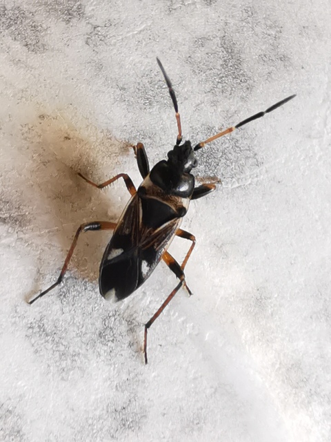 Raglius alboacuminatus - tarka díszesbodobács