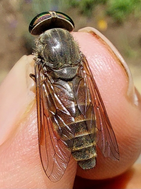 Tabanidae - böglyök