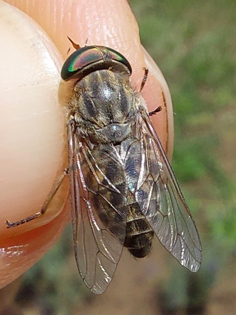 Tabanidae - böglyök