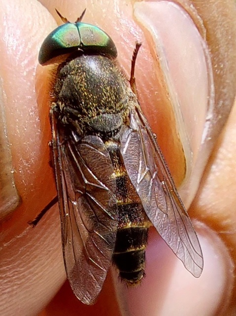 Tabanidae - böglyök