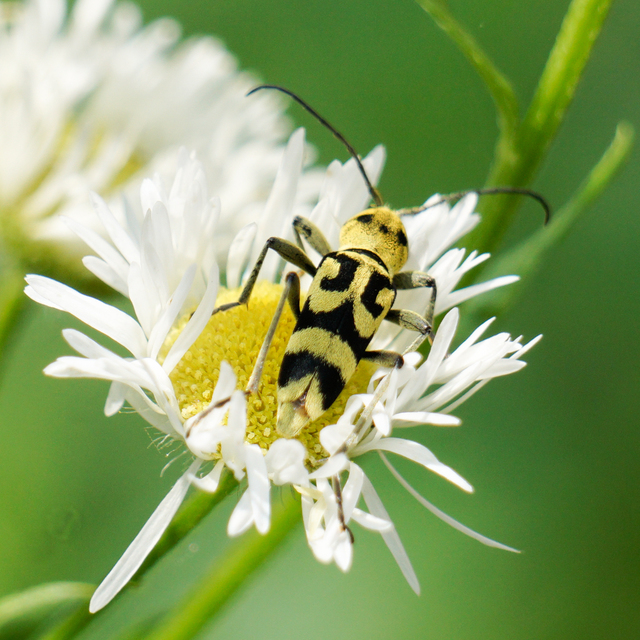 Chlorophorus varius - díszes darázscincér