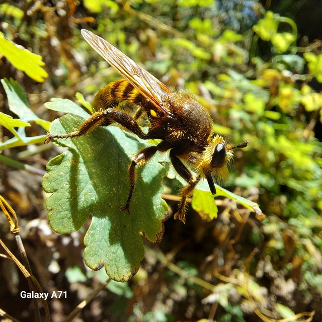 Laphria aurea
