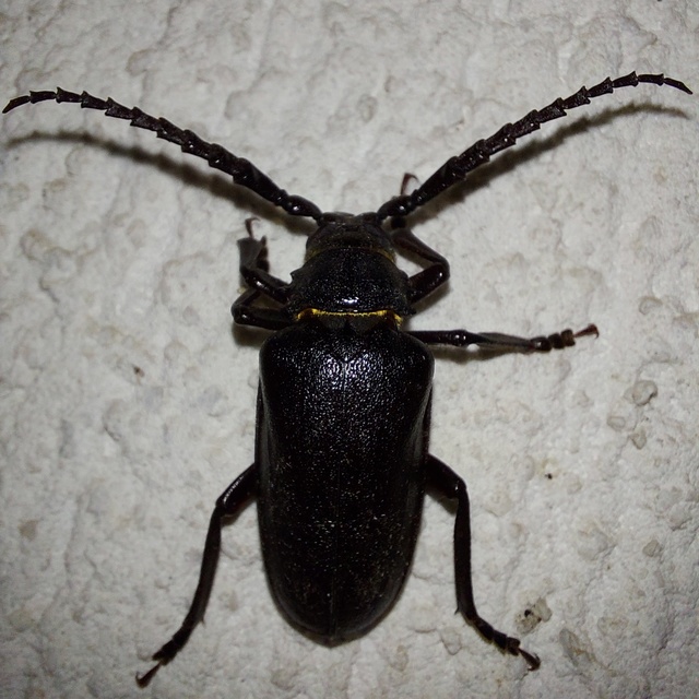 Prionus coriarius - csőszcincér