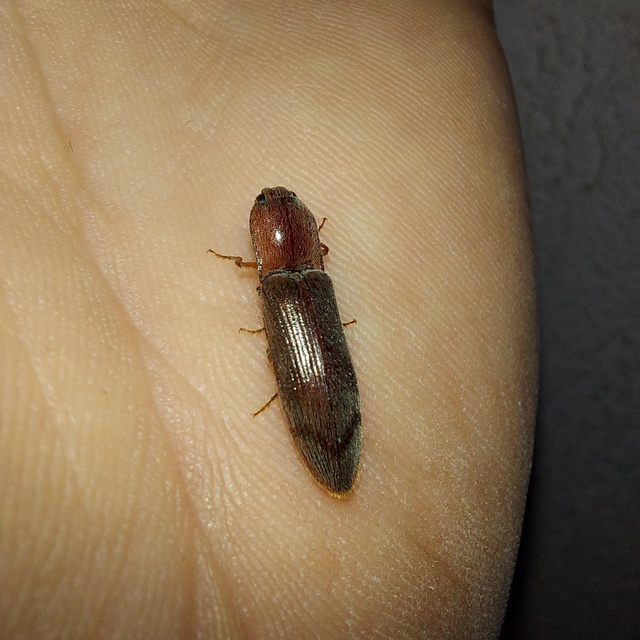 Stenagostus rhombeus - rombusznyakú pattanó
