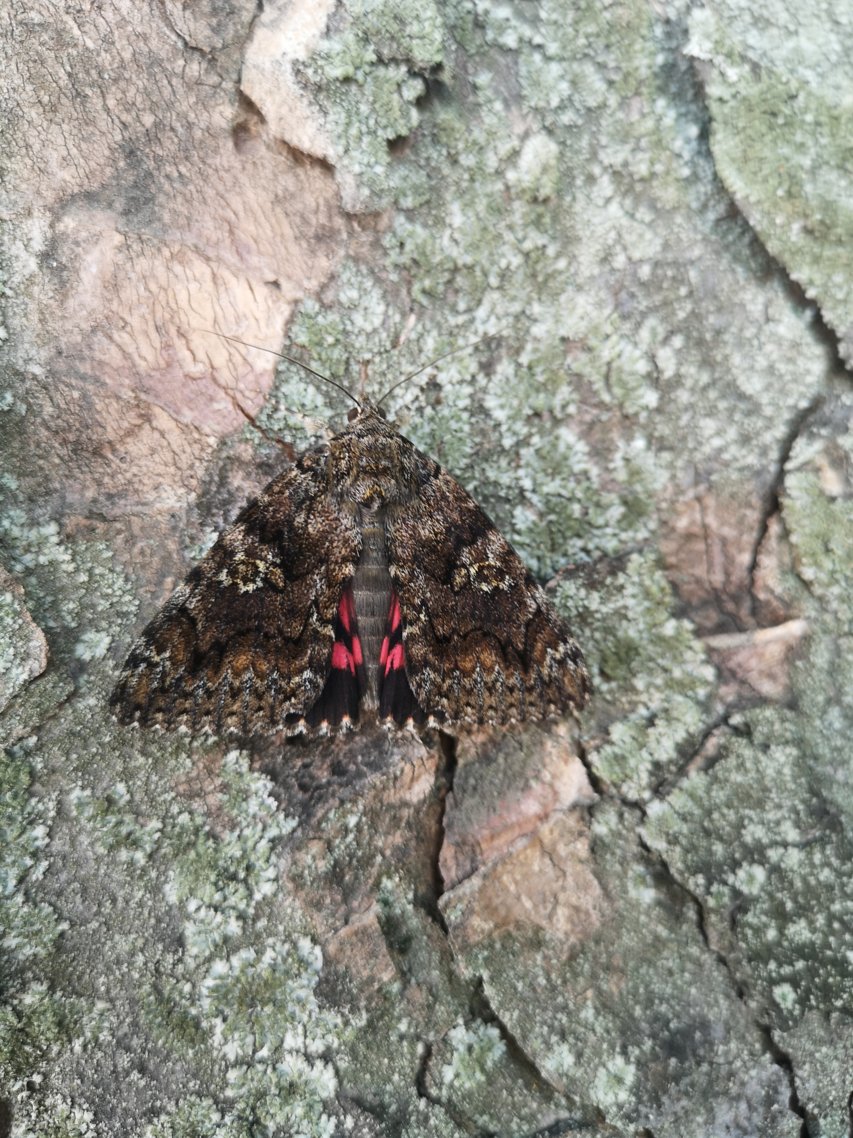 Catocala sponsa/dilecta