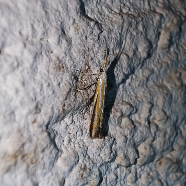 Coleophora