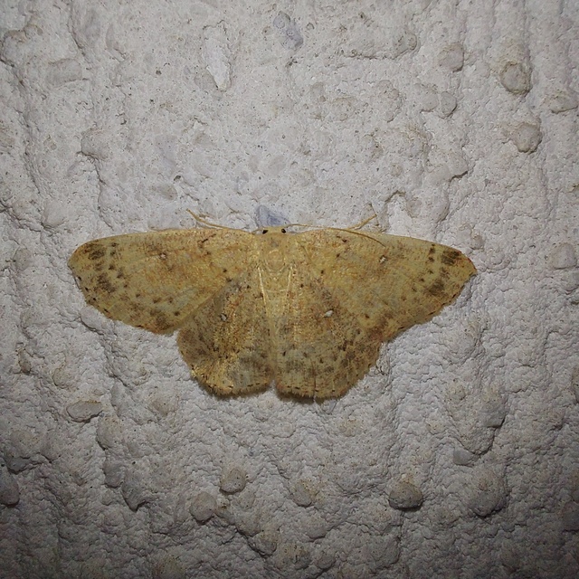 Cyclophora porata - körös pettyesaraszoló