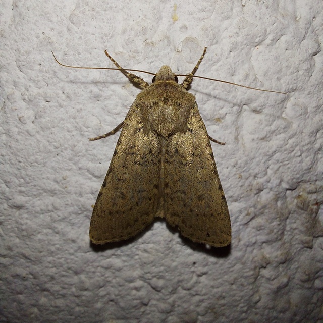 Rhyacia simulans - hamvas földibagoly