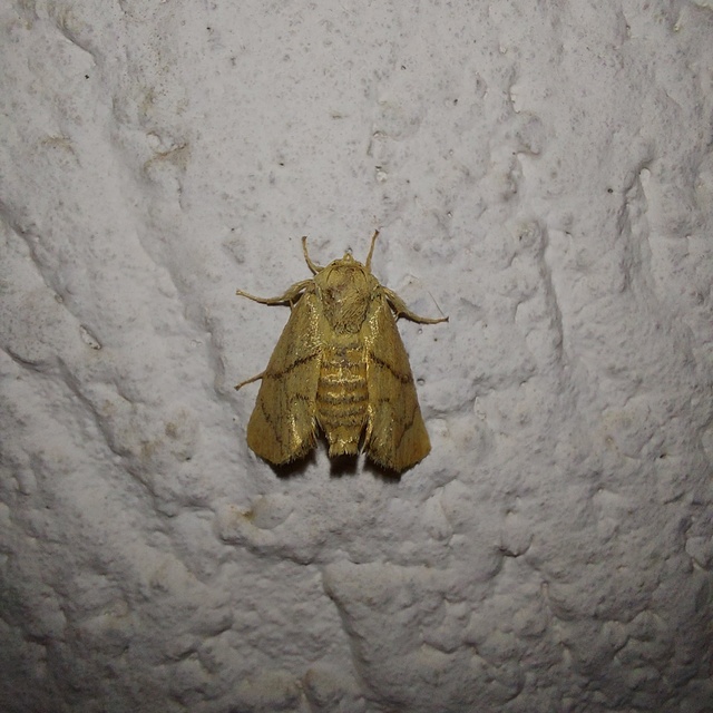 Apoda limacodes - kagylólepke