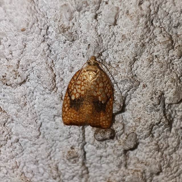 Acleris forsskaleana - juharos levélmoly