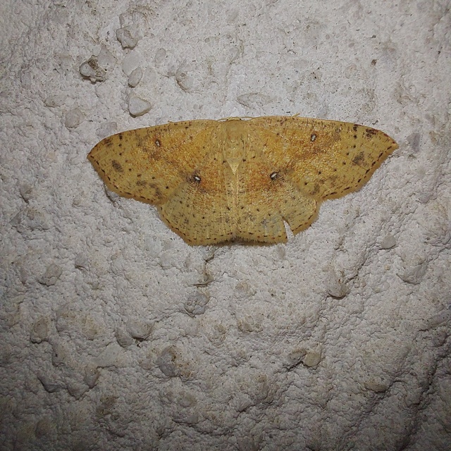 Cyclophora porata - körös pettyesaraszoló