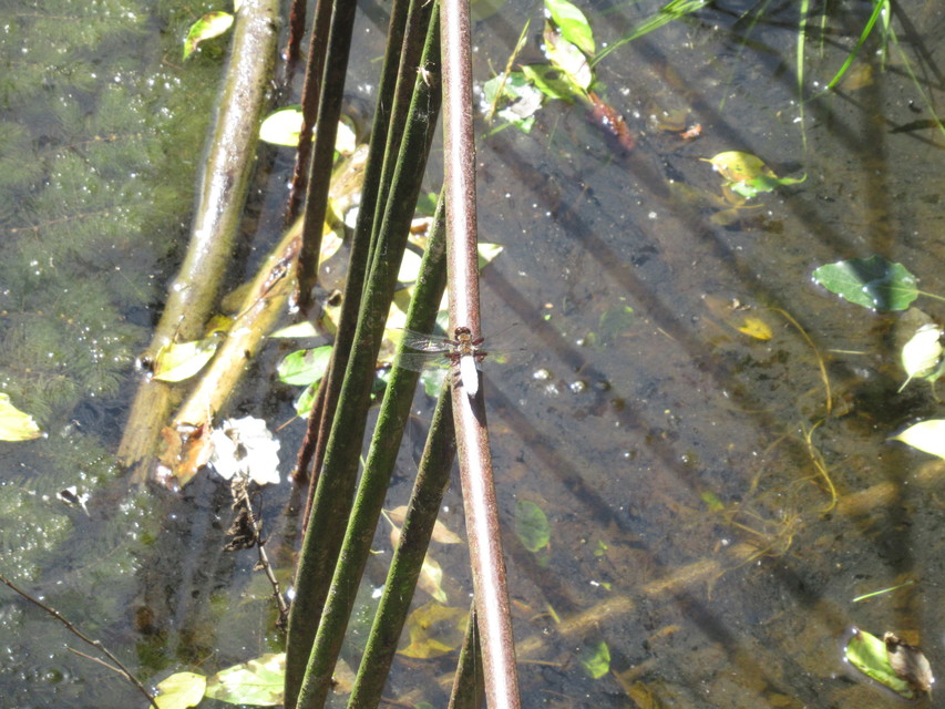 Libellula depressa - széles laposacsa