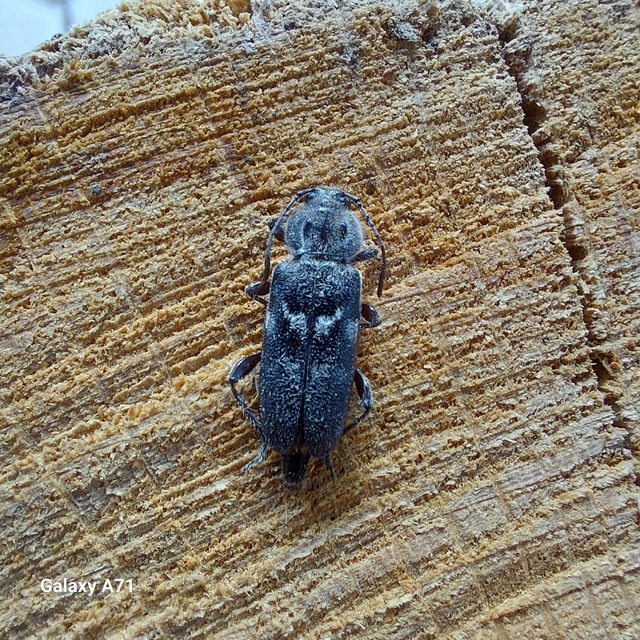 Hylotrupes bajulus - házicincér