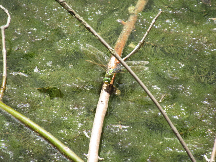 Anax imperator - zöld óriásacsa