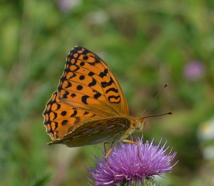 Argynnis adippe - ezüstös gyöngyházlepke