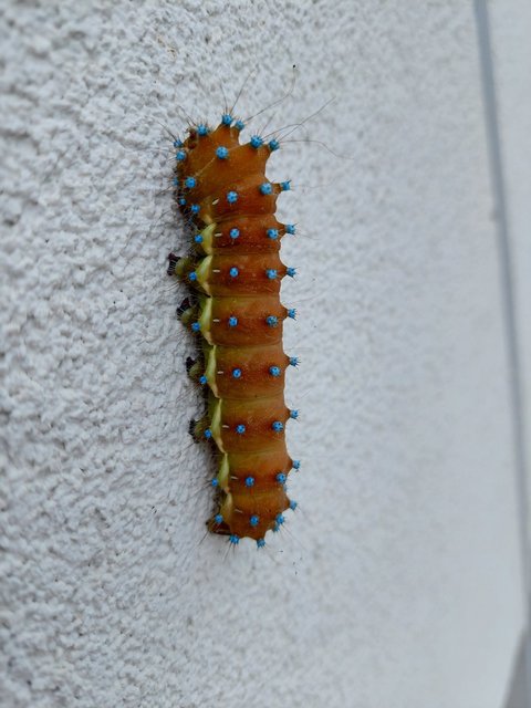 Saturnia pyri - nagy pávaszem