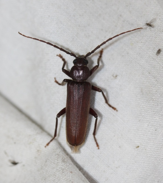 Arhopalus rusticus - gödrösnyakú cincér