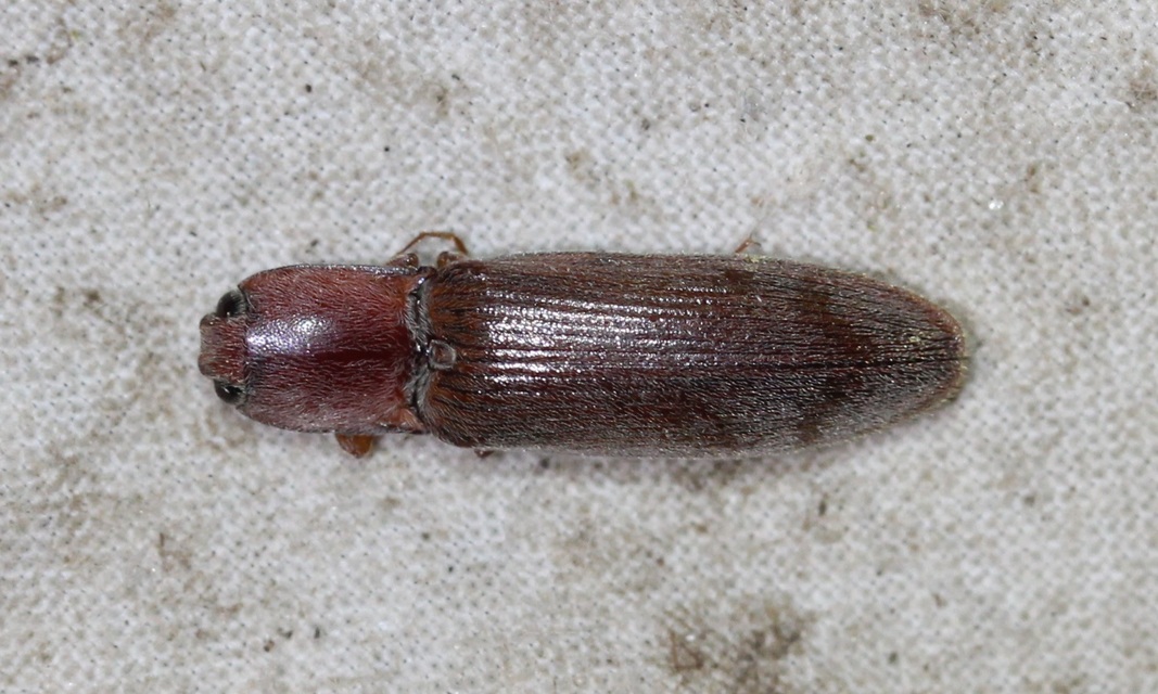 Stenagostus rhombeus - rombusznyakú pattanó