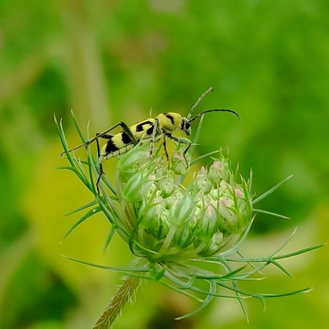 Chlorophorus varius - díszes darázscincér