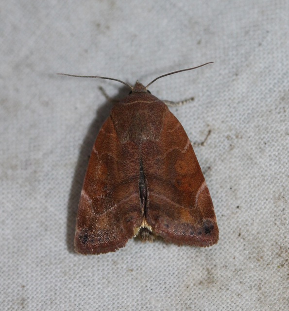 Cosmia affinis - barna lombbagoly