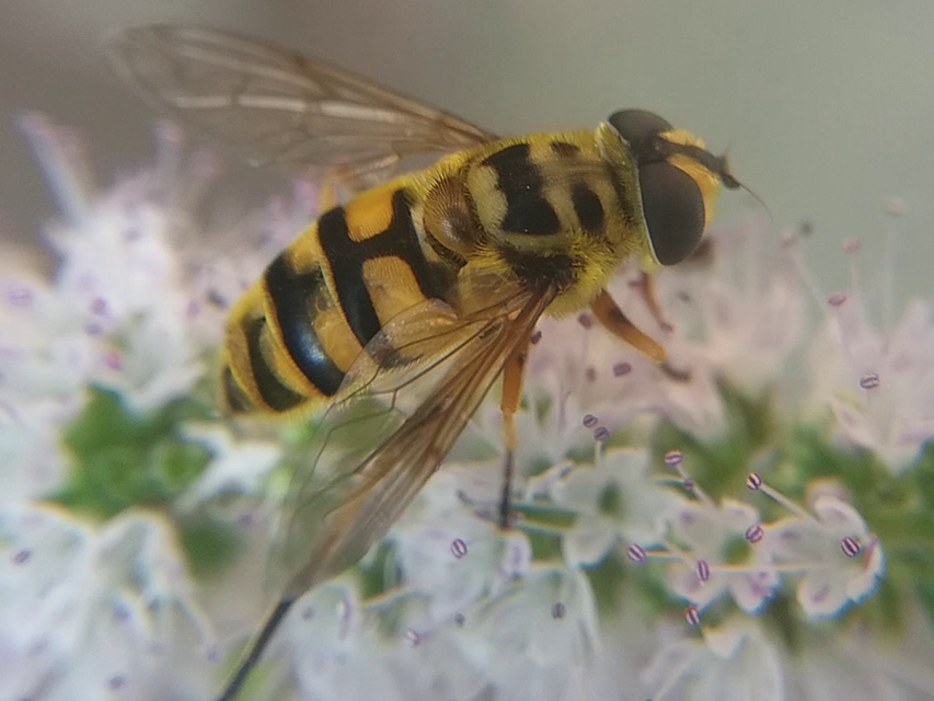 Myathropa florea - halálfejes odúlégy