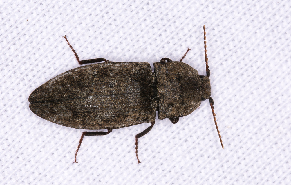 Agrypnus murinus - egérszínű pikkelyespattanó