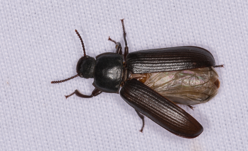 Tenebrio molitor - közönséges lisztbogár