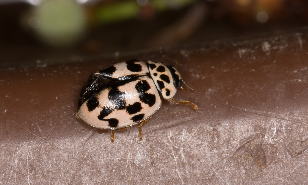 Oenopia conglobata - rózsás katica