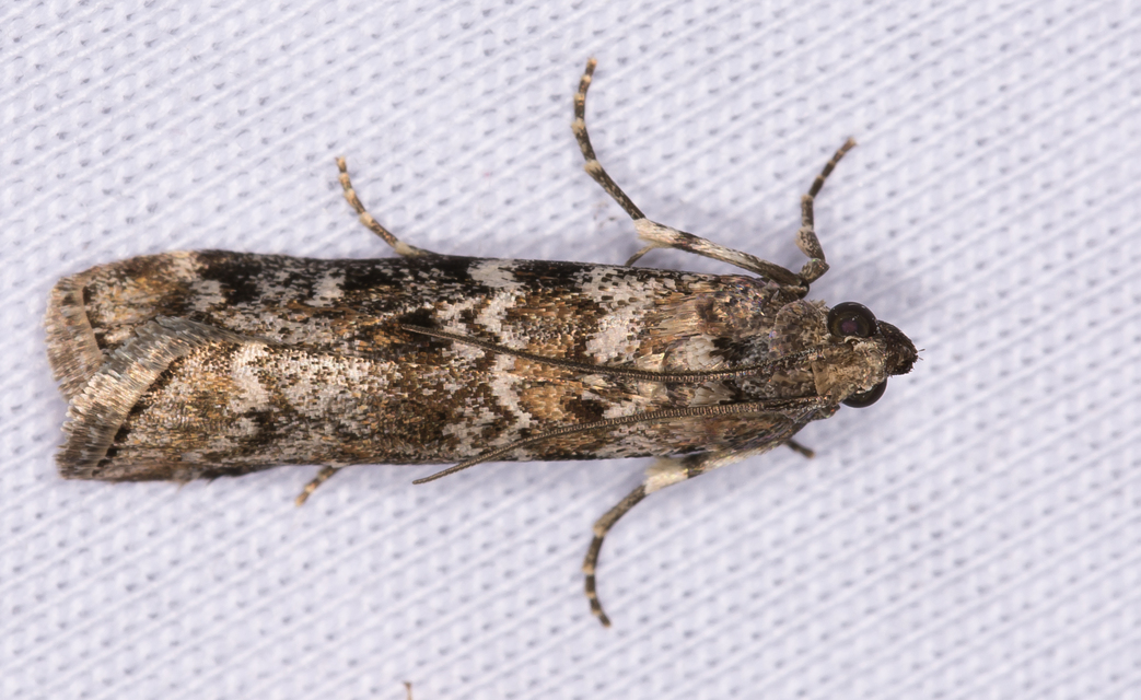 Dioryctria