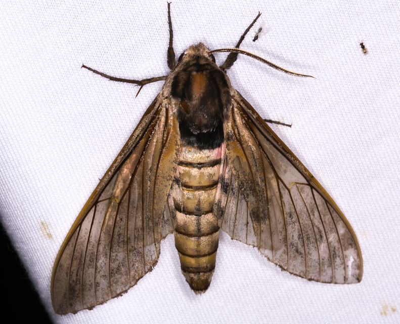 Sphinx ligustri - fagyalszender