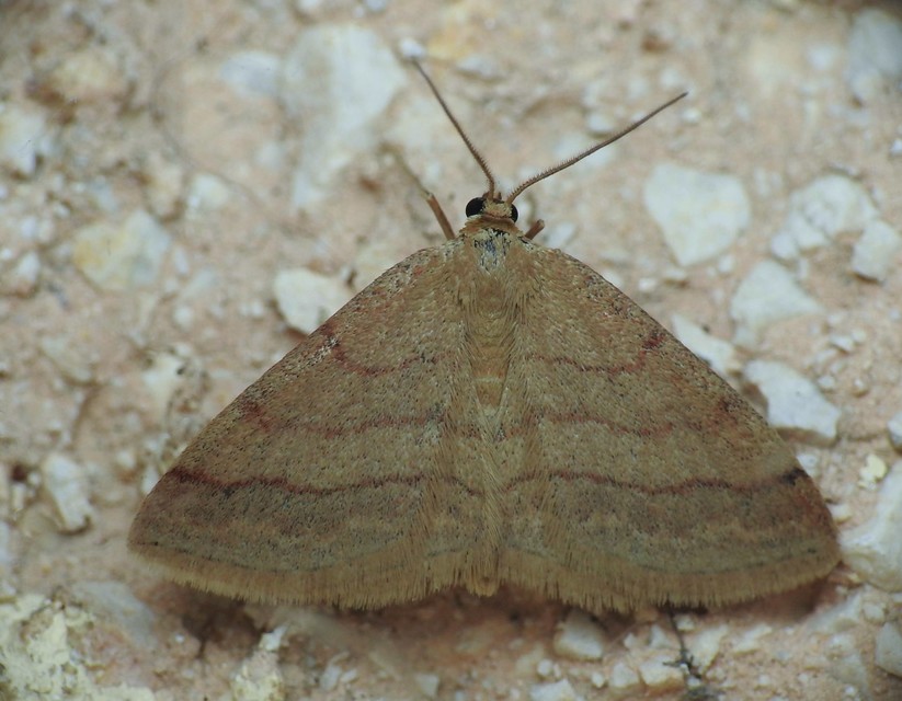 Scopula rubiginata - réti pirosaraszoló
