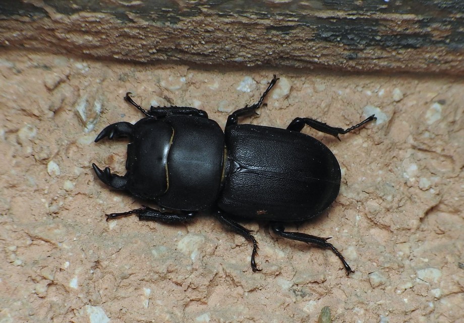 Dorcus parallelipipedus - kis szarvasbogár