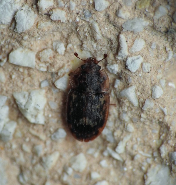 Soronia grisea - pettyegetett fénybogár