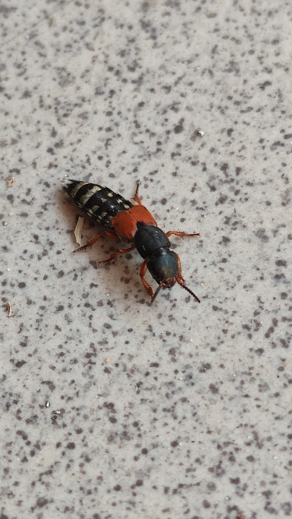 Platydracus stercorarius - trágyatúró holyva