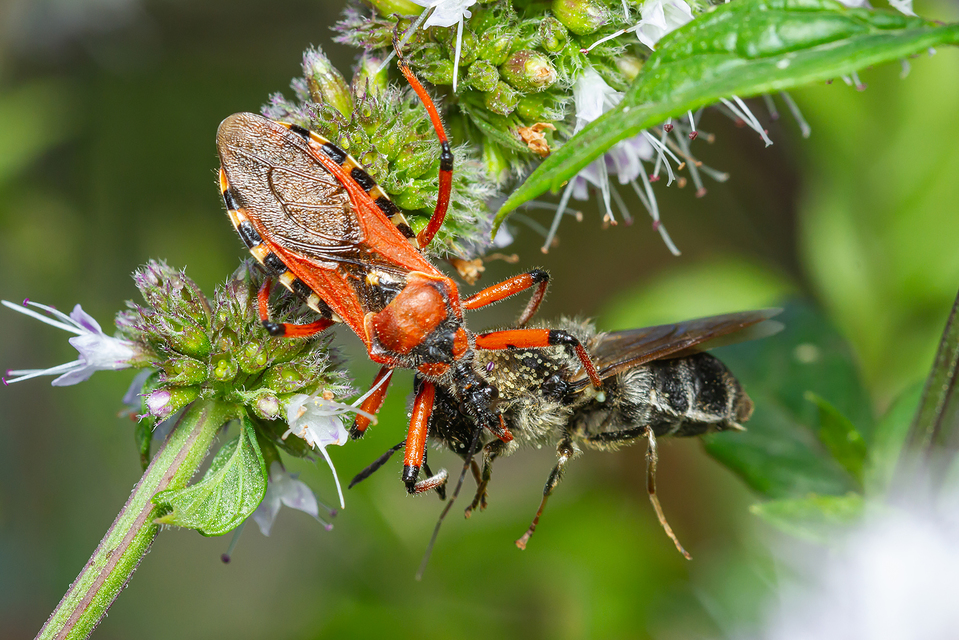 Rhynocoris iracundus - közönséges gyilkospoloska