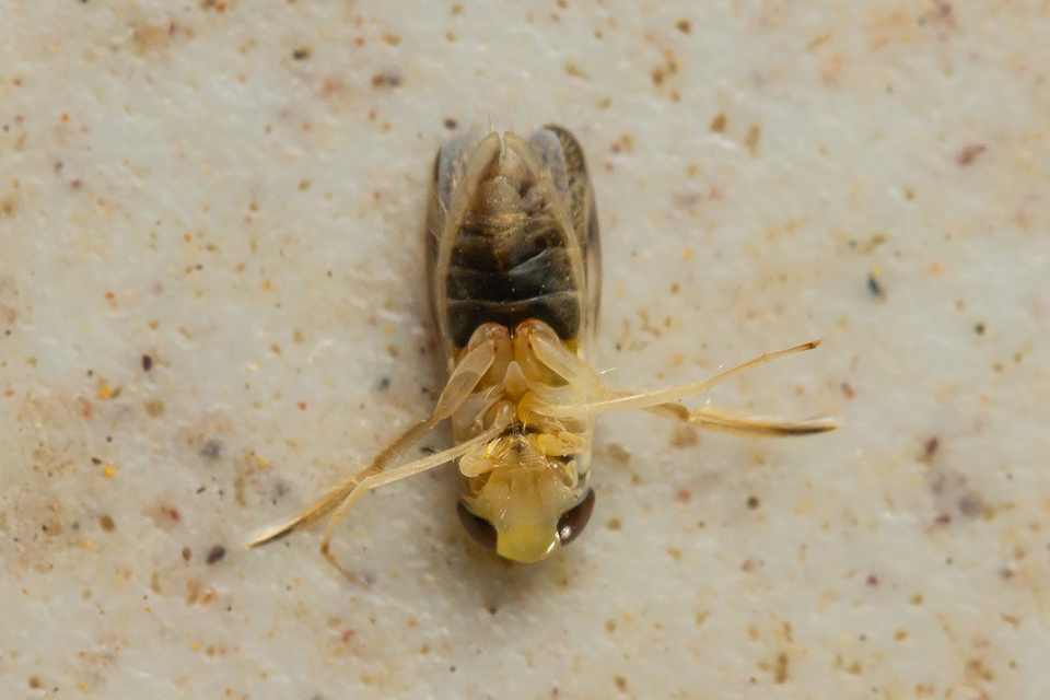 Corixidae - búvárpoloskák Corixidae - búvárpoloskák