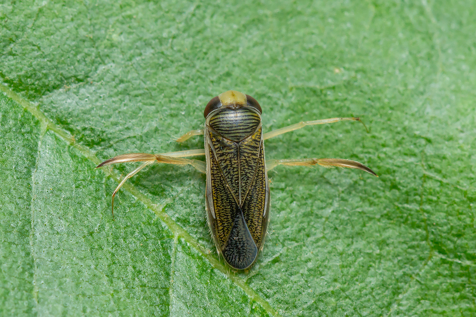 Corixidae - búvárpoloskák Corixidae - búvárpoloskák