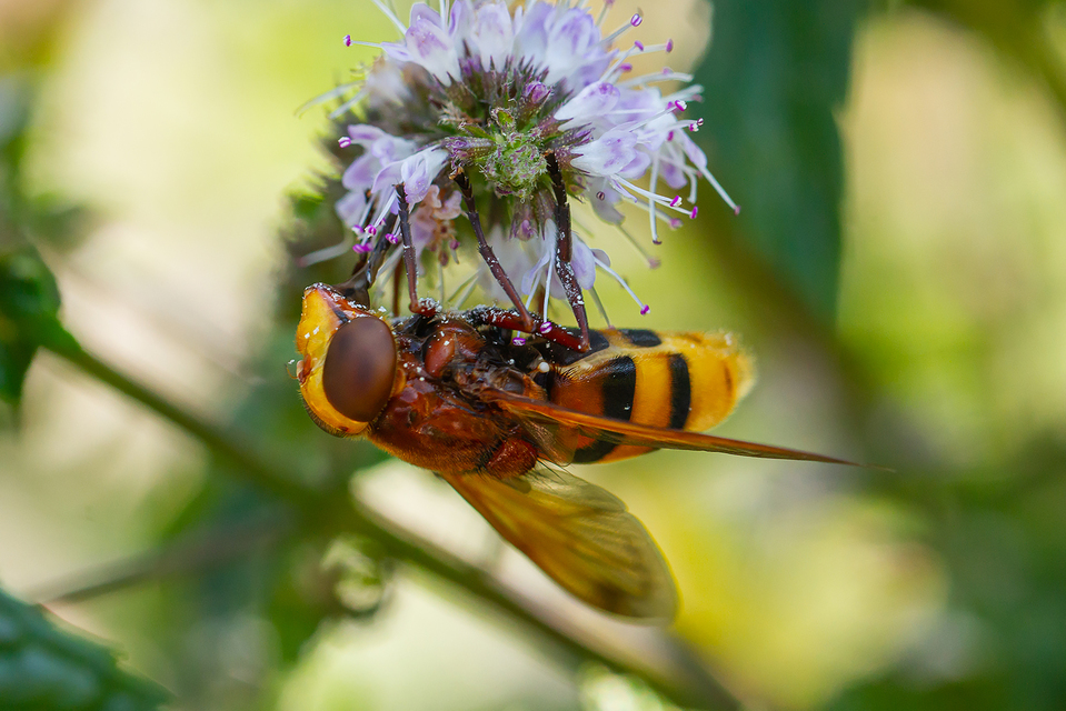 Volucella zonaria - kétöves pihelégy Volucella zonaria - kétöves pihelégy